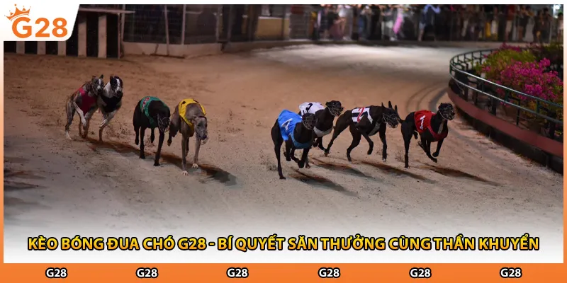 Kèo Bóng Đua Chó G28 - Bí Quyết Săn Thưởng Cùng Thần Khuyển